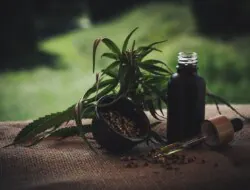 CBD-Produkte zur Schmerzlinderung: Was die Wissenschaft wirklich sagt