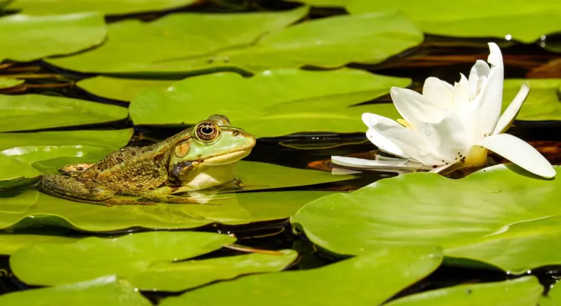 Das Frosch-im-Kochtopf-Syndrom: Wenn Anpassung zur Gefahr wird