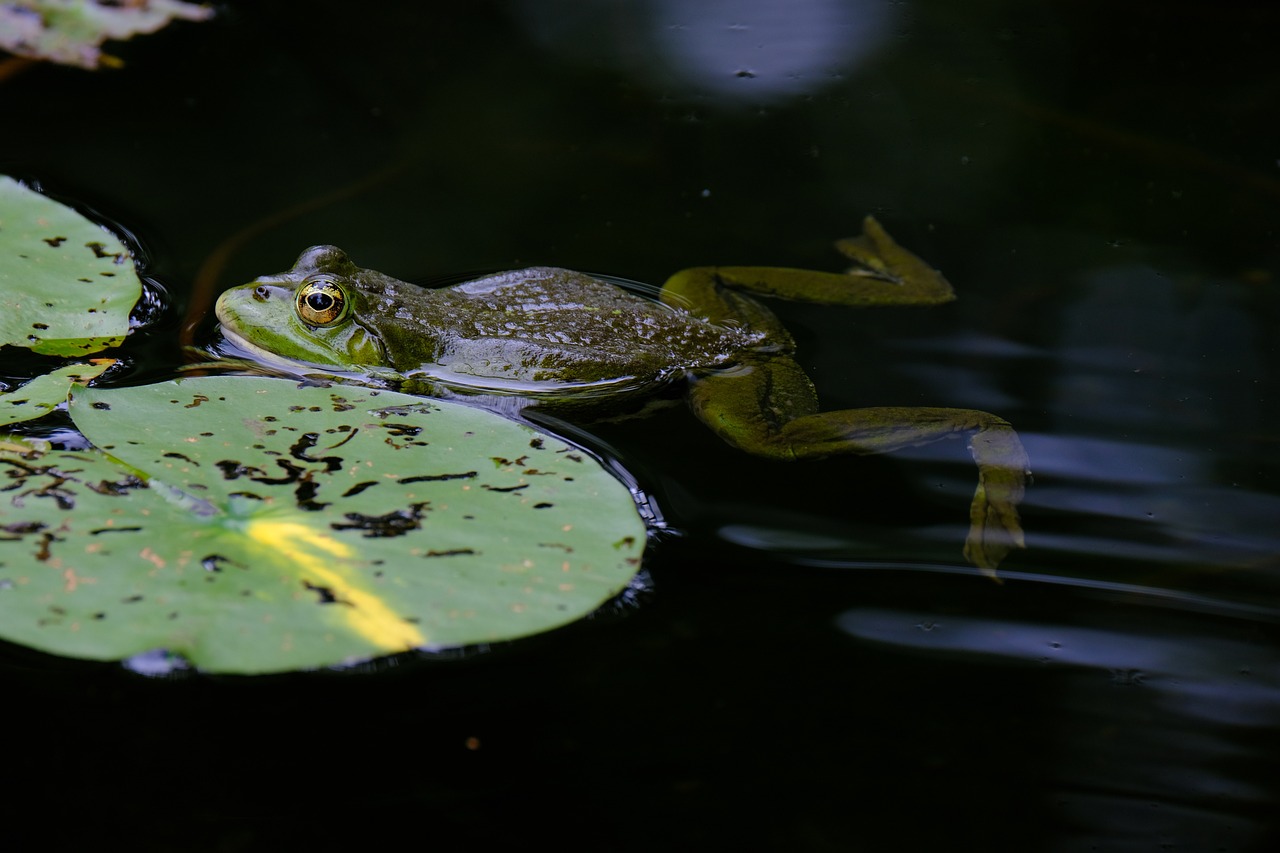 Das Frosch-im-Kochtopf-Syndrom: Wenn Anpassung zur Gefahr wird