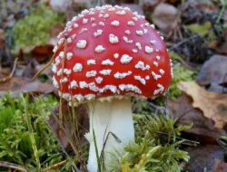 Die dunkle Seite der Positivität: Wenn Optimismus toxisch wird