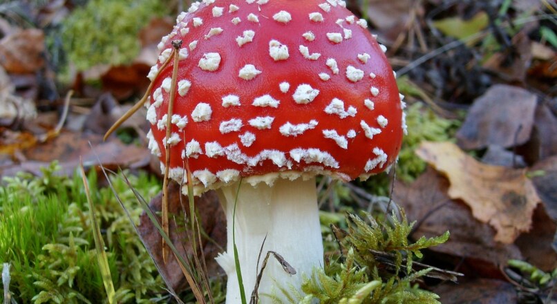 Die dunkle Seite der Positivität: Wenn Optimismus toxisch wird