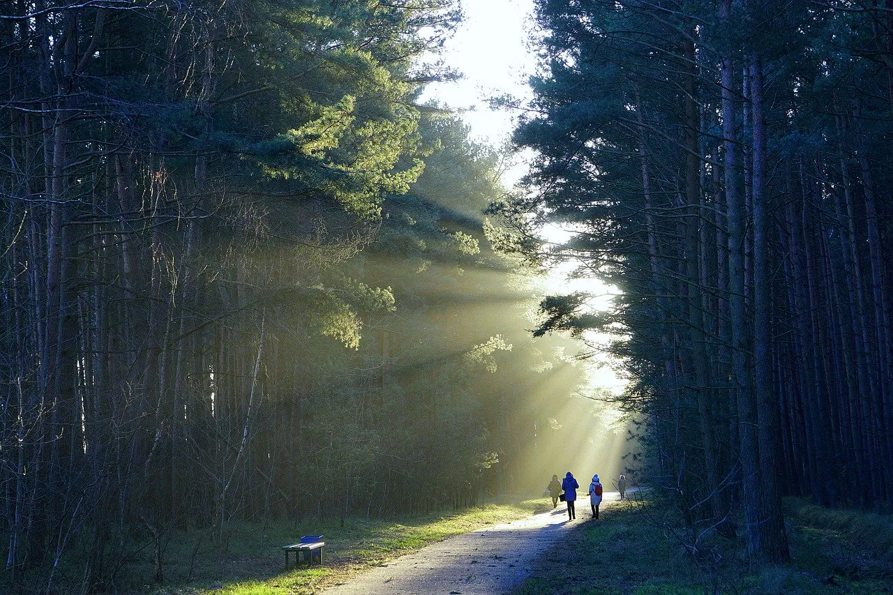 Die heilende Kraft des Spazierengehens: Wie tägliche Spaziergänge Ihr Wohlbefinden steigern