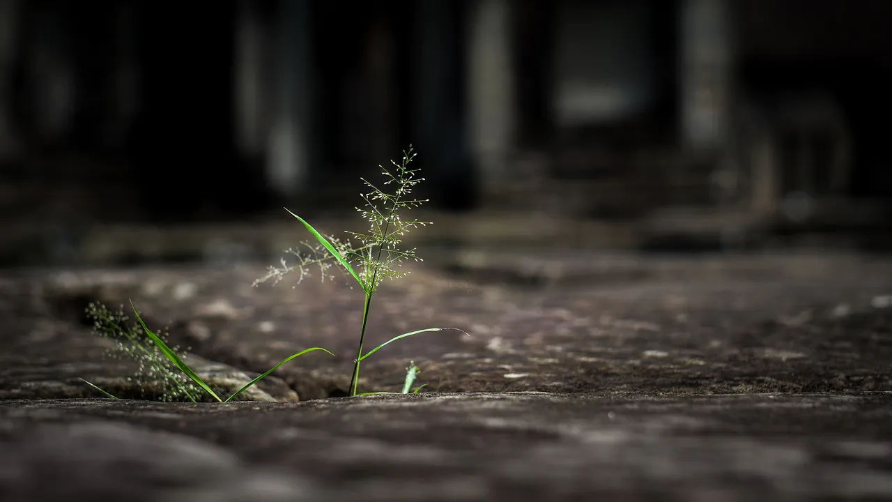 Resilienz: Wie Sie Widrigkeiten überwinden und daran wachsen