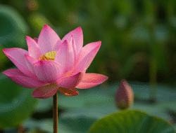 Dualseelen-Trennung: Dein Weg zurück zum Glück