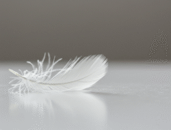 Weiße Feder finden: Zufall oder tiefere Botschaft?