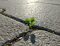 Resilienz aufbauen: Mentale Stärke für einen gesunden Lebensstil