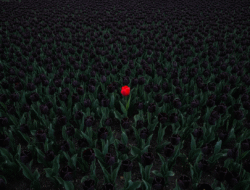 Der Gesetzlose Archetyp: So brechen Sie die Regeln im Branding