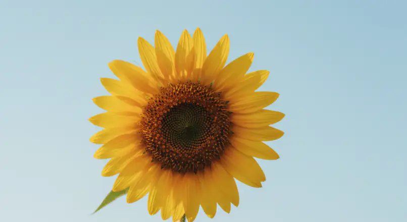 Sprüche für gute Laune: Positive Energie für jeden Tag